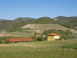 Estate with vineyard